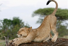 Kruger National Park